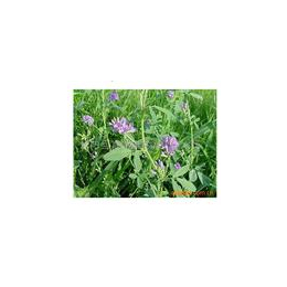 进口紫花苜蓿种子批发紫花苜蓿种植紫花苜蓿图片巨型大南瓜种子