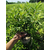 东阳金华红叶石楠、绿林苗木大量供应、金华红叶石楠精品苗木缩略图1