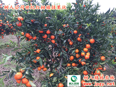 世纪红柑橘新图.0.1.jpg