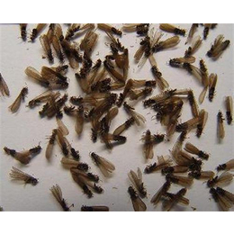 白蚁杀虫网络|白蚁杀虫|天敌消杀(多图)