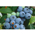 蓝莓种苗|浦江蓝莓|百色农业(图)缩略图1