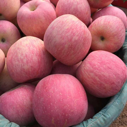 山东苹果基地供应地面水晶红富士苹果价格