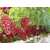 葡萄种植技术|爱博欣农业|一年六季熟葡萄种植技术缩略图1
