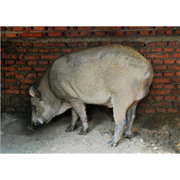 黑猪|新民卢屯公社|辽宁黑猪繁殖基地多少钱