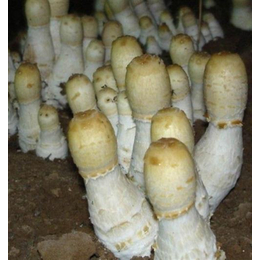 鸡腿菇种植利润、天津鸡腿菇种植、腾飞食用菌