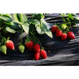 法兰地草莓苗多少钱|运城法兰地草莓苗|志达园艺场