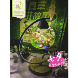 DIY新奇特礼品创意生态护眼灯摆件工艺品微景观盆栽植物生态瓶