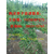 永顺脆红李子苗系列批发价格良种脆红李子苗品种特性缩略图2