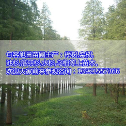 旭日苗圃场(图)|榉树产地|苏州榉树