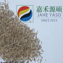 鼠茅草零售价丨果园地毯草丨鼠茅草种子丨北京嘉禾源硕			