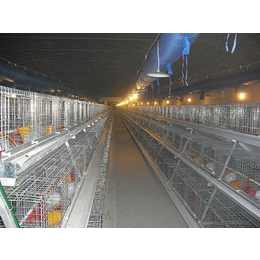 蛋鸡养殖设备|蛋鸡养殖设备价格|牧辰畜牧