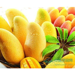 广州进口澳洲水果产品检验检疫代理服务公司