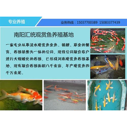 河北观赏鱼|汇统观赏鱼位于中国金鱼之乡|河北观赏鱼养殖基地