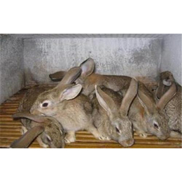内蒙古奔月野兔,奔月野兔养殖简单易管理,盛佳生态养殖(多图)