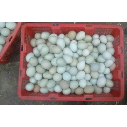 绿壳鸡蛋 乌鸡蛋 土鸡蛋 厂家长期供应及批发品质好价格优惠