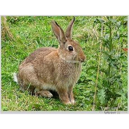 邵阳奔月野兔,盛佳生态养殖,奔月野兔养殖统一防疫规范