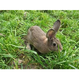 郴州奔月野兔,盛佳生态养殖,奔月野兔养殖统一防疫规范