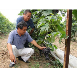 葡萄新品种|葡萄新品种苗|爱博欣农业(多图)