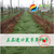 杏园种植鼠茅草丨补充土壤有机质丨绿肥鼠茅草丨北京嘉禾源硕			缩略图3