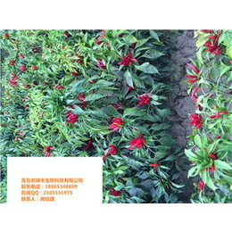 英潮红系列(图)、大辣椒种子、宜宾辣椒种子