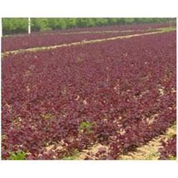 美国红栌组培苗价格,红栌,正禾园林(多图)
