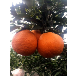重庆柑橘苗价格 重庆柑橘苗种植技术 重庆柑橘苗管理缩略图