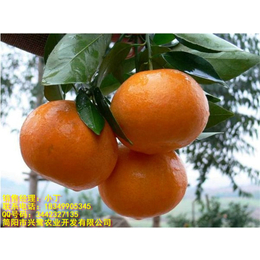 云南柑橘苗种植技术 云南柑橘苗管理 云南柑橘苗规格