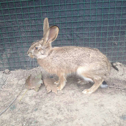 杂交野兔养殖场杂交野兔养殖加盟