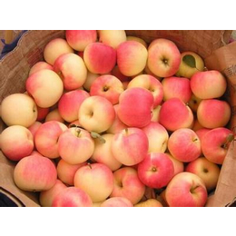 供应山东万亩苹果种植批发基地精品嘎啦美八苹果