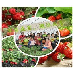 南阳草莓园团购、南阳草莓园、大山生态园草莓熟了(多图)