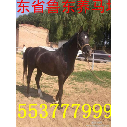 鲁东养殖(多图)|北京* 山东济宁马匹驯化基地 纯血马
