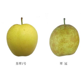 湖北梨品种苗木基地(图),早熟梨品种介绍,孝感梨品种