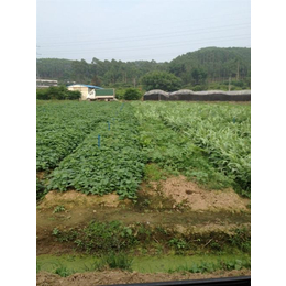 蔬菜配送公司、碧溪餐饮、广州食堂蔬菜配送公司