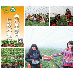 南阳摘草莓团购|南阳摘草莓|大山生态园草莓大棚(图)