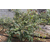 四川蓝莓苗圃|四川蓝莓苗|四川蓝莓基地(多图)缩略图1