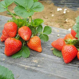 奉贤红颜草莓苗、泰达园艺场(在线咨询)、红颜草莓苗行情