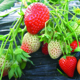 泰达园艺场(图)、红颜草莓苗行情、崇明红颜草莓苗