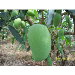 泰国海顿芒果 进口品种 芒果苗批发 各类芒果苗批发