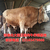 供应肉牛养殖4月龄改良肉牛犊厂家*缩略图2