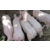 山东仔猪养殖市场每日批发价格行情分析缩略图2
