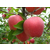 山东苹果产地红富士苹果批发市场价格行情缩略图2