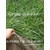 *冲生物毯 河道防护 一体化草毯 植物纤维毯缩略图2