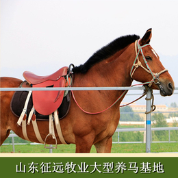 供应骑乘马匹适用于个人骑乘商业庆典活动骑乘马缩略图