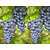 红芭拉蒂葡萄、鲁粒大棚葡萄苗、红芭拉蒂葡萄供应商缩略图1