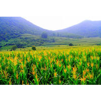 未来玉米种植成本和利润分析