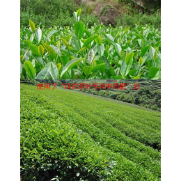 茶叶生物菌肥哪里有|山东生物菌肥|拜农中药叶面肥
