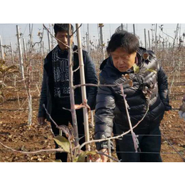 洛川苹果,康霖现代农业,洛川苹果收购价钱