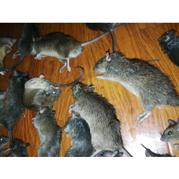 苏州清波杀虫公司对老鼠的调查与解析
