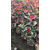 好彩红叶石楠产地*(图)、红叶石楠小杯苗价格、红叶石楠缩略图1