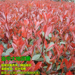 1.5米红叶石楠出售、大地苗圃品种多样、红叶石楠